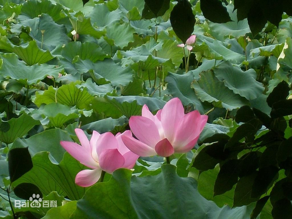 ??????? ?? ?????: ?????? ?? ????? ??????? 