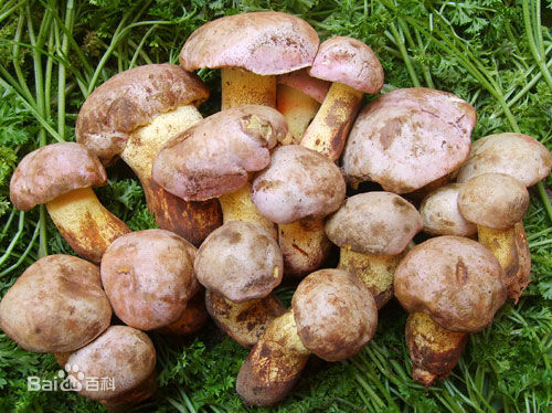 ??????? ?? ?????: ?????? ?? ????? ??????? 