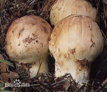 ??????? ?? ?????: ?????? ?? ????? ??????? 