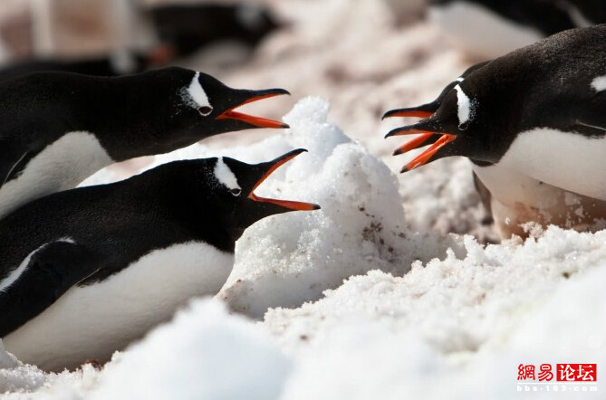 ??? ????? ????? ???????: ???? ??????