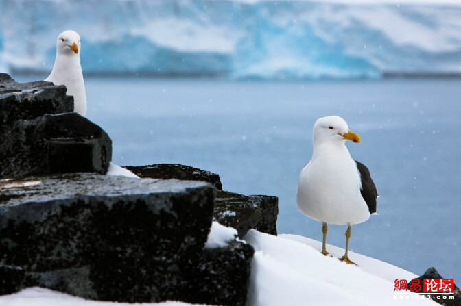 ??? ????? ????? ???????: ???? ??????