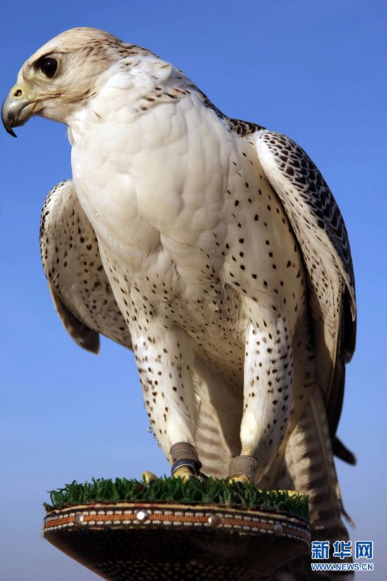 ?????? ?????.. ?????? ???? ????? ???? ?????? ?? ????????