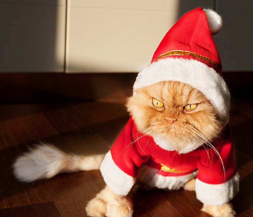 ??? ????? ????? ??????