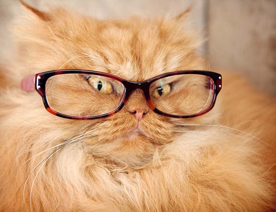 ??? ????? ????? ??????