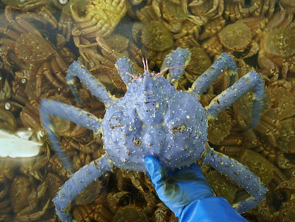 ?????? ??? ?????? "????" ?? ???????