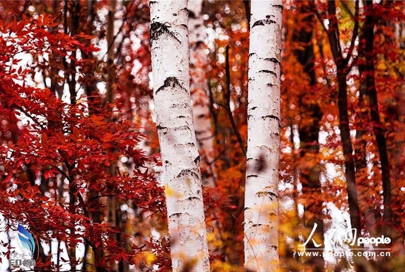 ???? ???? ???? ????? ?????