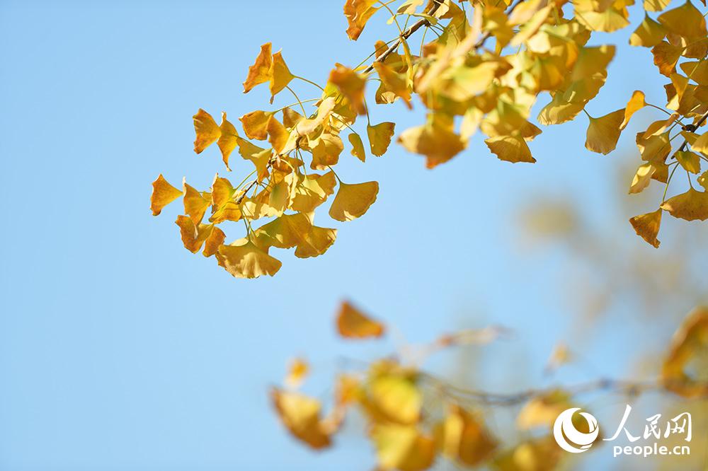 ???? ???? ???? ????? ?????