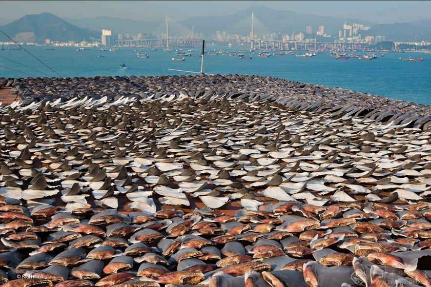 ????? ????? ?????? ?? ?????? "???? ?????? ??????"