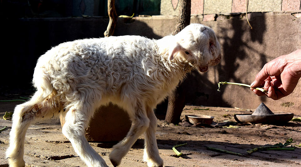 ??? ???? ?????? ????? ???? ???? ?????