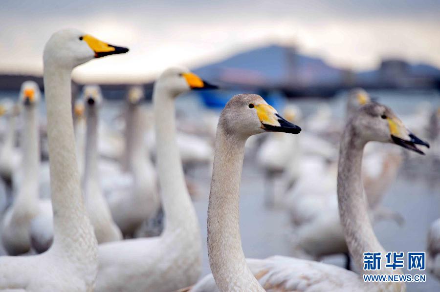 ????? ???????: ????? ????? ?????? ???? ???? ?? ?????? ???????