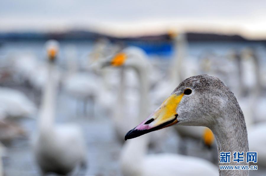 ????? ???????: ????? ????? ?????? ???? ???? ?? ?????? ???????