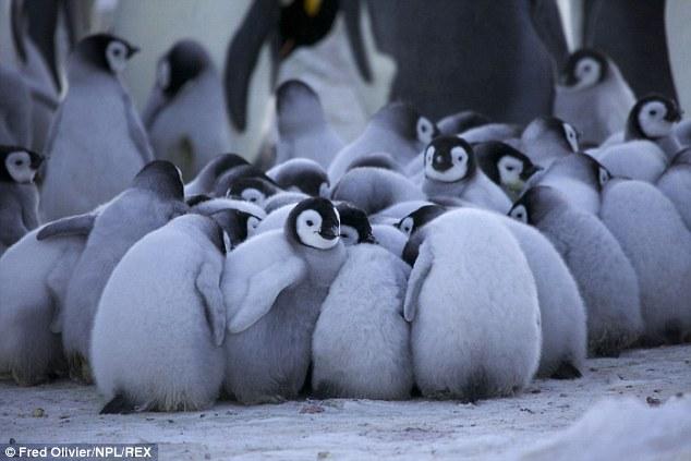 ???? ????? ????? "????? ????????" ???? ?? ????? ???????