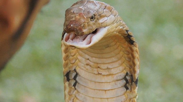 "???? ????????".. ??? ??????  ???? ????? ?????? ??????