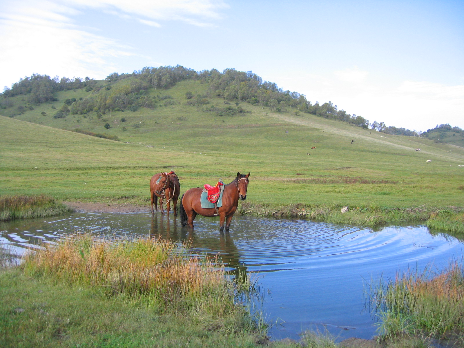 ???? ???? ??? ?????? ?????