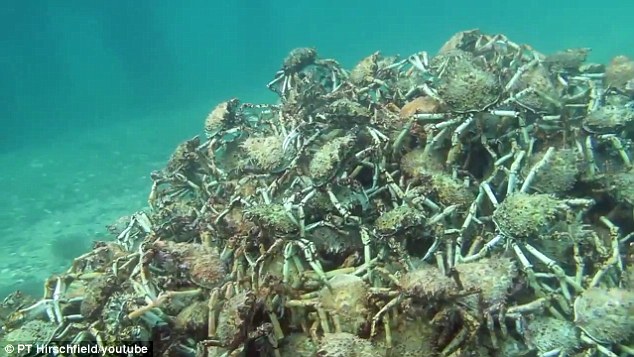  " ????? ???????? ????????" .. ?????? ???? ?? ????????