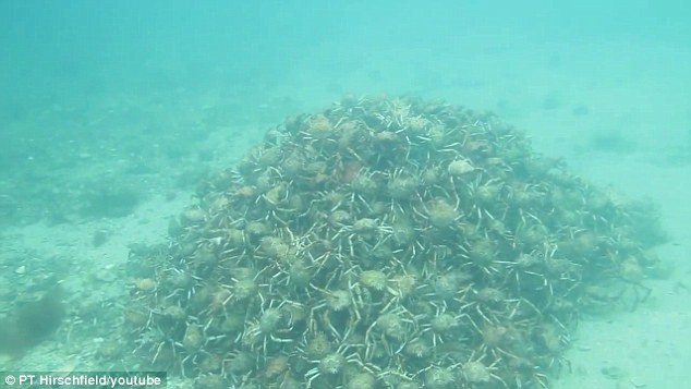  " ????? ???????? ????????" .. ?????? ???? ?? ????????