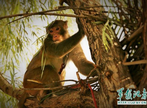 ????? ??????? ??????: ???? ?????? ???? ?? ?????? ????? ??? ????? ?????????