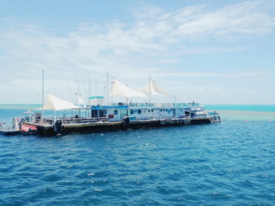 ??? ????? ?????????: ???? ?????? ?????? ???????? ?????? ?????? ???????