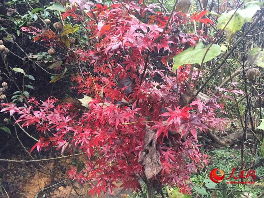 ?????  ???? ?? ??? - ???? ??????? ?????? 