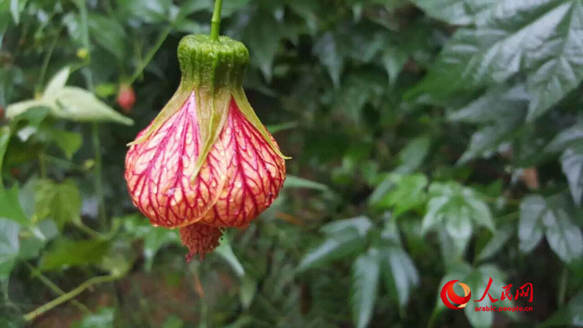 ?????  ???? ?? ??? - ???? ??????? ?????? 