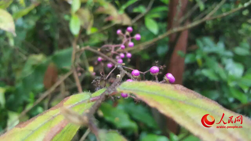 ?????  ???? ?? ??? - ???? ??????? ?????? 