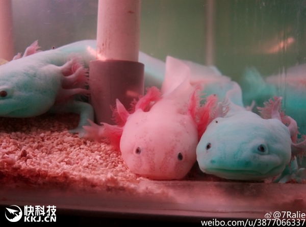 ???? ??????? ???? ?????? --- ????? ????????? ?? ????? ????? 