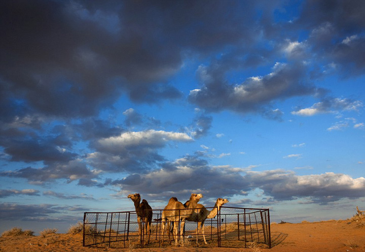 ???? ????? ???? ???? ???? ???????? ??? ??????