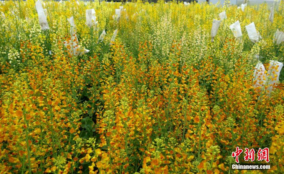 ???? ???? ???????? ???? ?????? ??????? ???????