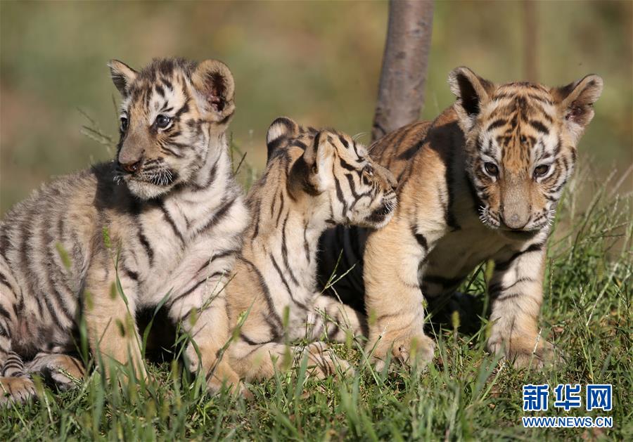 ???? ?? ?????? ???? 13 ???? ???? 3 ?????