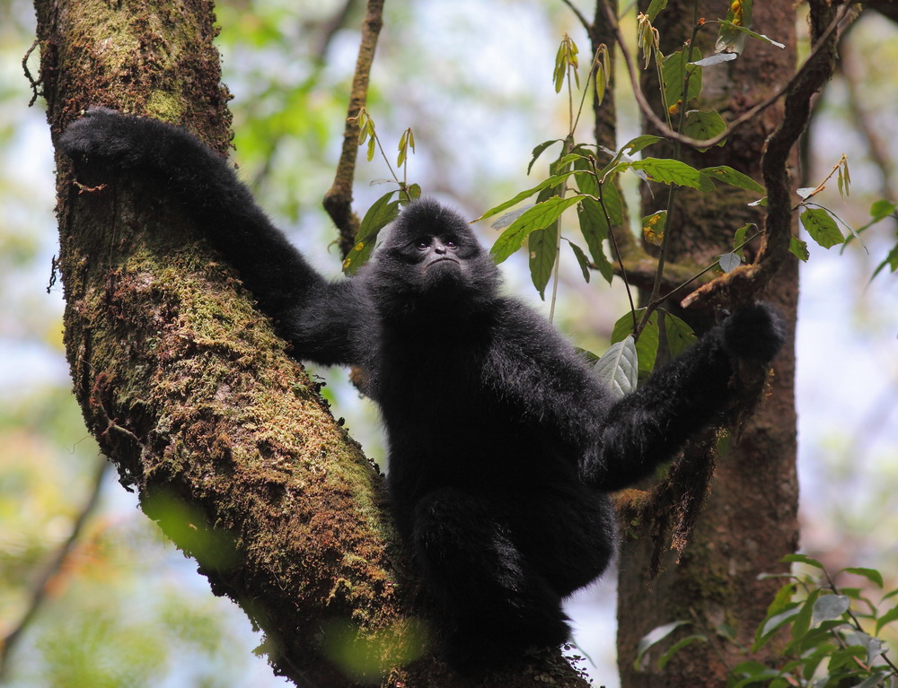 ????? ????? 2740 ????? ??????