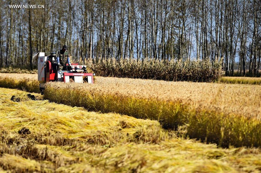 ???? ?????? ??????? ?? ???? ???? ?????