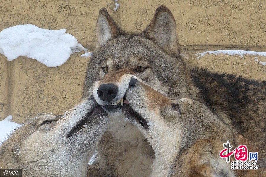 ???? ?????? ???? ??? 150 ????? ????? ?? ????????