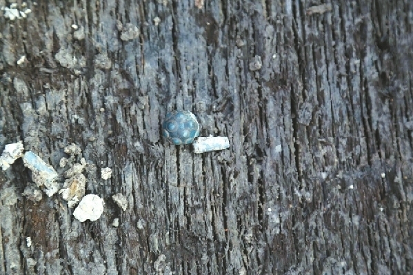 ?????? ???? ??????? ??????? ?? ????? ??????? ???????