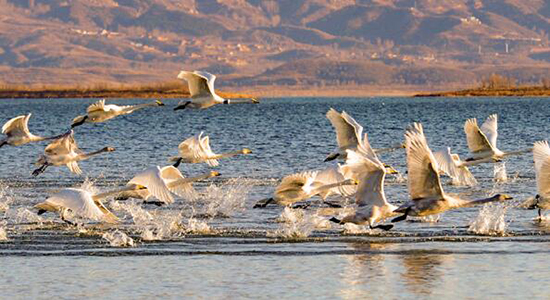 ????? ??????:????? ???? 