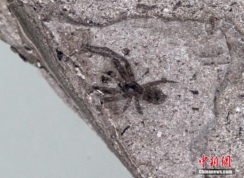 ??????: ???? ??????? ????? ???? ?????? ?? ??????