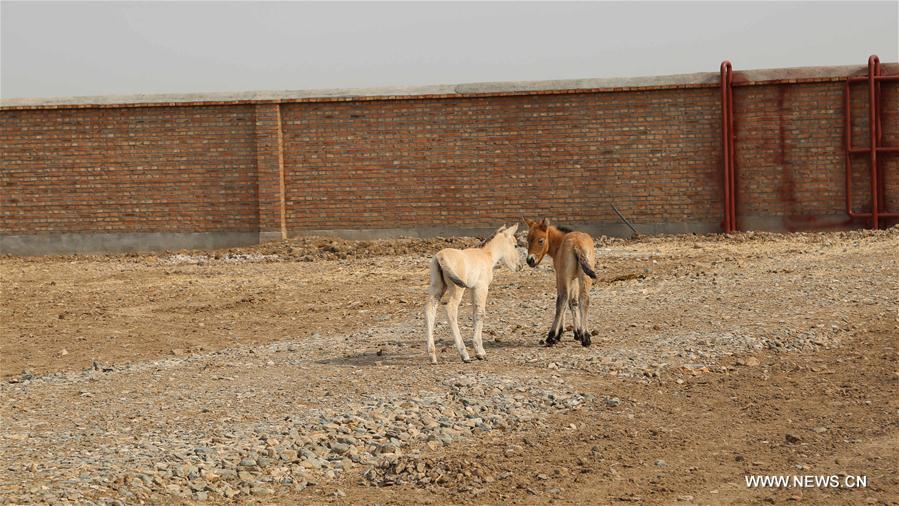 ????? ????? ?? ?????? ??????? ?? ????????