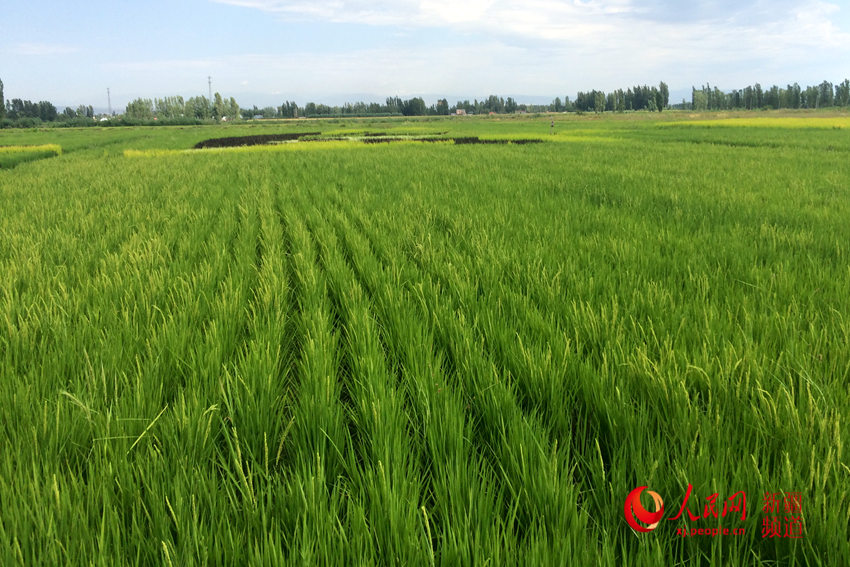 ??????? ?????? ?? ???? ????? ???? ??? ??????? ???????? ?? ????????