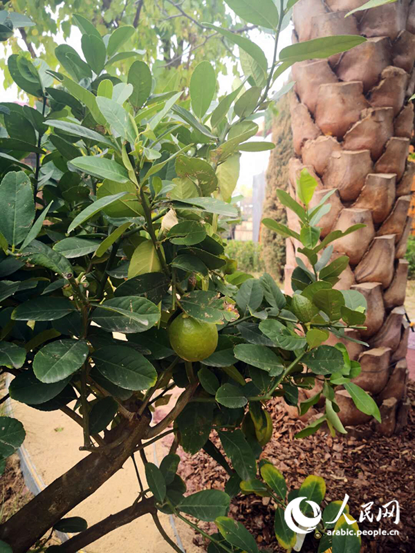 ???? ???????? ????? ????? ?????? ??????? 2019 ????? .. ????? ???????? ???? ??????