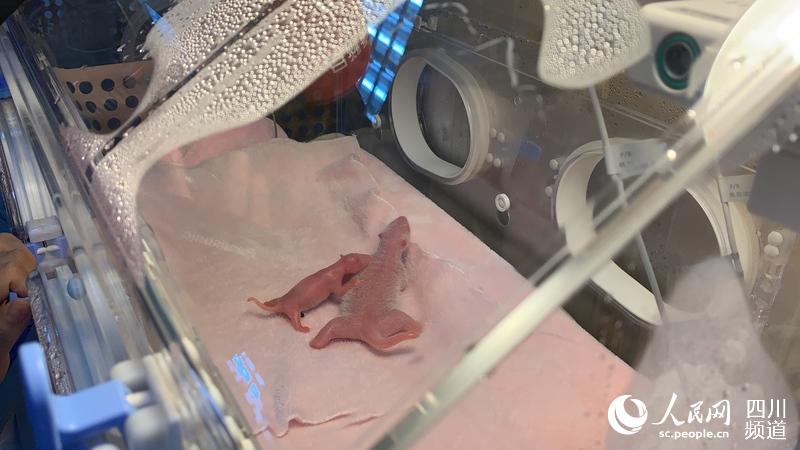 42.8 ???? ???.. ???? ??? ??????? ?? ??????