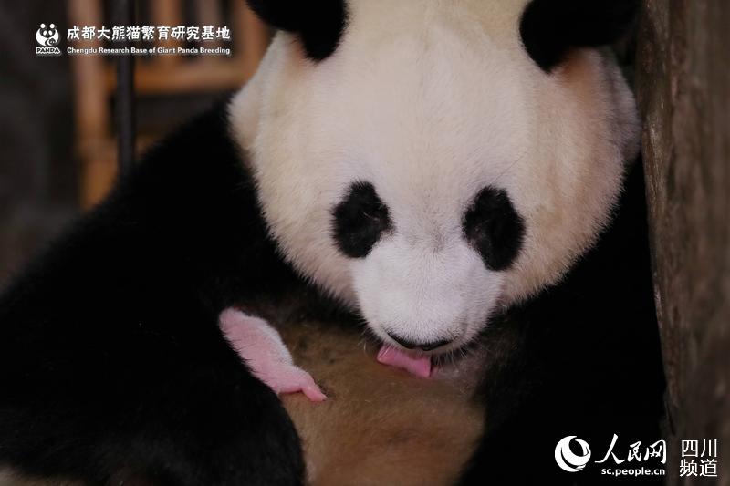 42.8 ???? ???.. ???? ??? ??????? ?? ??????