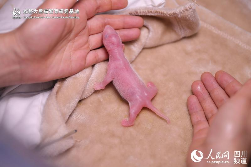 42.8 ???? ???.. ???? ??? ??????? ?? ??????