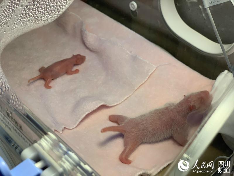 42.8 ???? ???.. ???? ??? ??????? ?? ??????