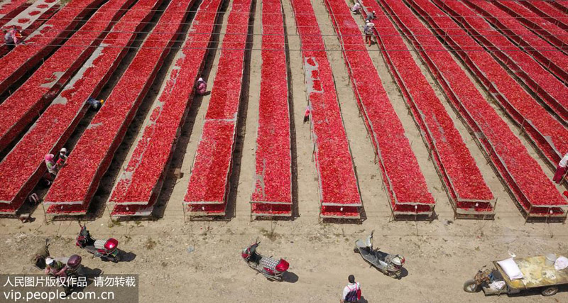 ?????? ????? ???????? ???? ??? ???? ?? 100 ???? ??????