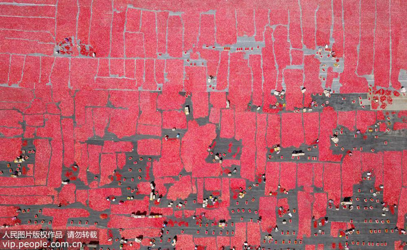 ?????? ????? ???????? ???? ??? ???? ?? 100 ???? ??????