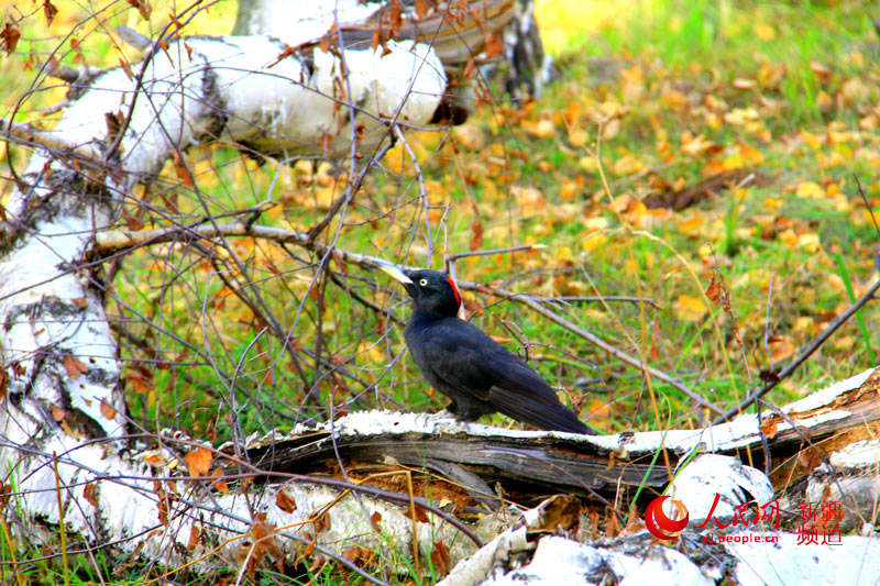 ???? ??????? ????????? ???? ????? ????? ???????