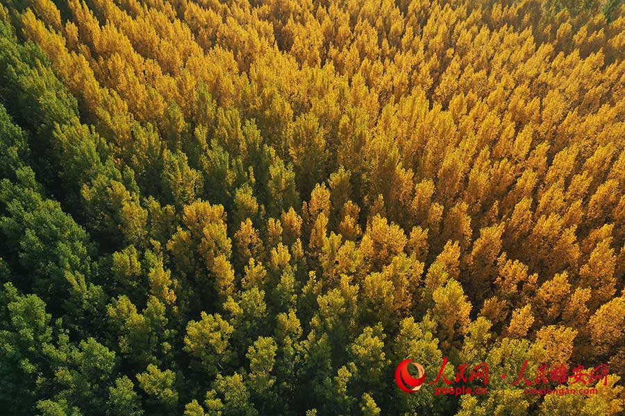 ?????? ???: ????? ?????? ????? ???? ????? ??????? ??????? 