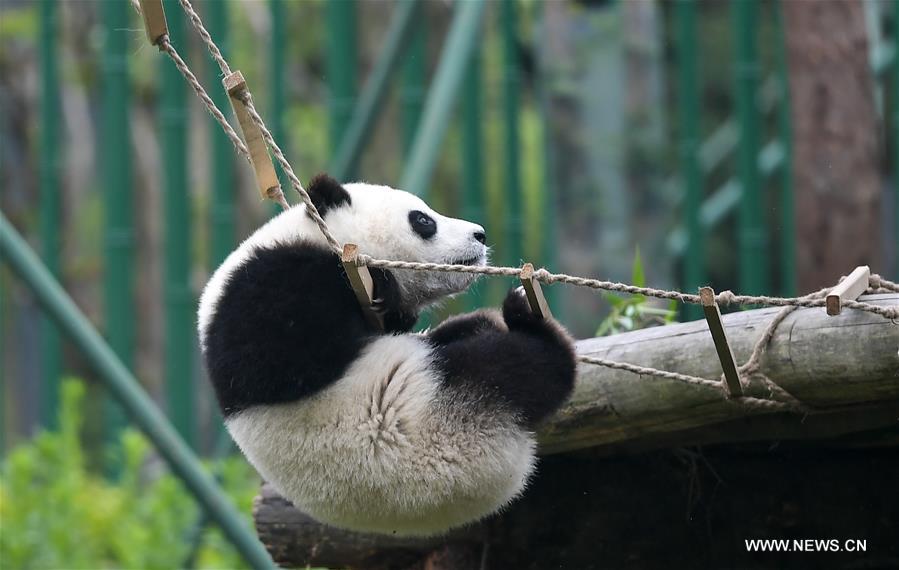 ??? 600 ????? ?????? ???? ?? ????? ???????