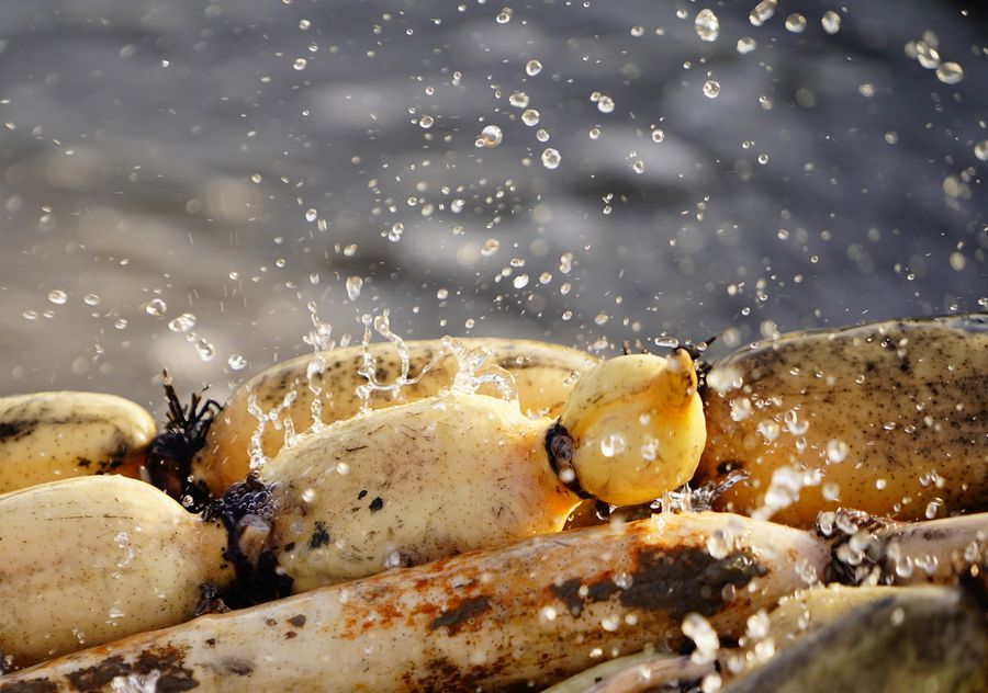 ???? ???? ?????? ?????? ?????