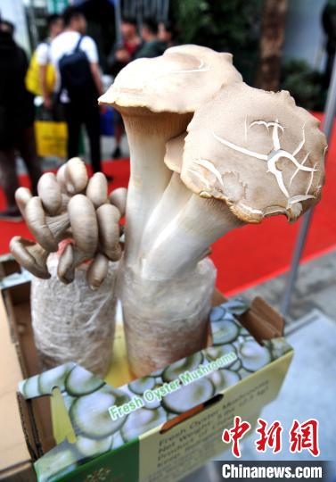 ?????? ????? ??????: ?????? ????? ????????? ???? ??????? ?????