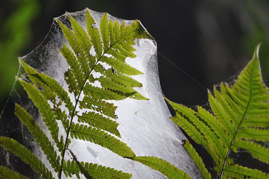 ?????? ????? ???????? ??????? ?? ????? ?????? ?????